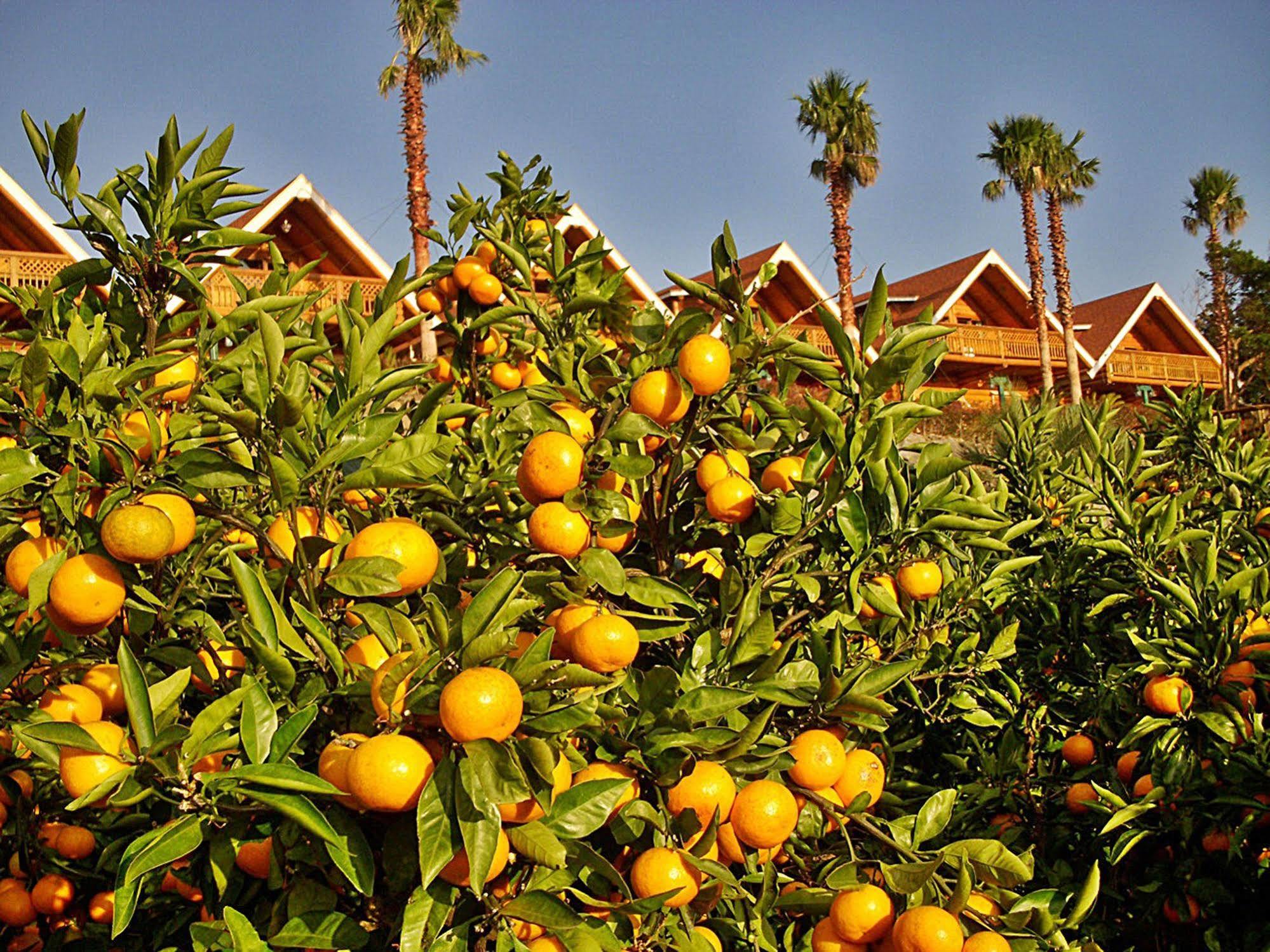 Jungmun Log Pension & Resort Seogwipo Dış mekan fotoğraf